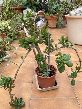 Planta Jade - Suculenta