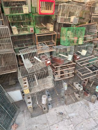 Más de 100 jaulas para pájaros