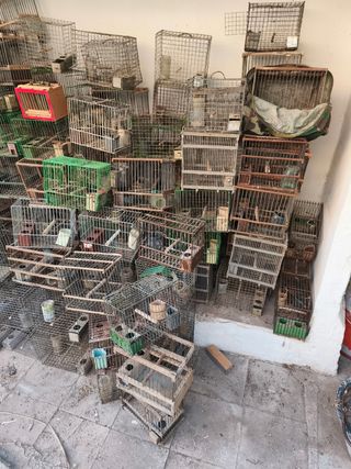 Más de 100 jaulas para pájaros