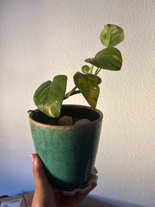 Planta de interior en maceta verde