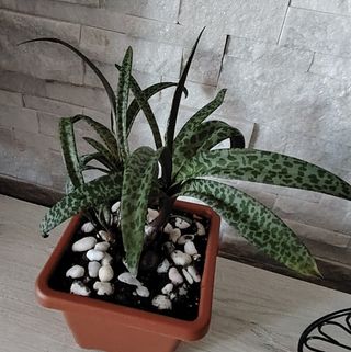 Pianta Ledebouria Petiolata 
