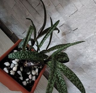 Pianta Ledebouria Petiolata 