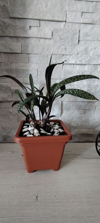 Pianta Ledebouria Petiolata 