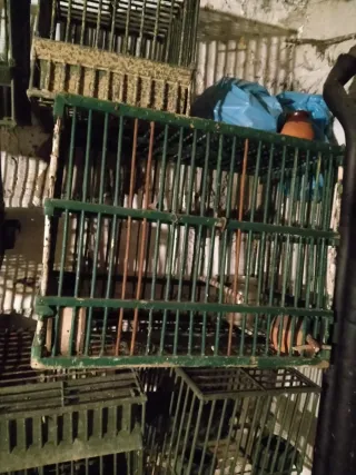 Gabbia tordo o uccellini vari con bicchierino