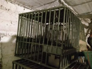 Gabbia tordo o uccellini vari con bicchierino