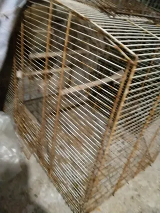 Gabbia tordo o uccellini vari con bicchierino