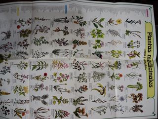 La Curacion Por Las Plantas