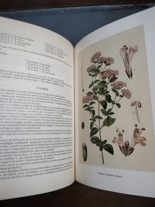 La Curacion Por Las Plantas