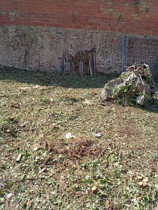 Servicios de desbroce y poda de árboles