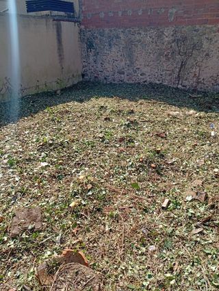 Servicios de desbroce y poda de árboles
