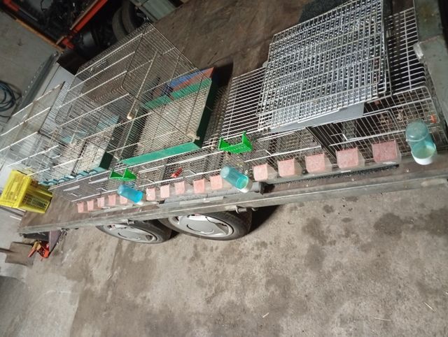 Jaulas para canarios y pájaros