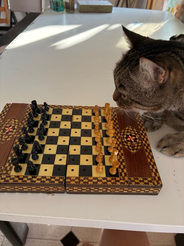 Ajedrez Estilo Bereber