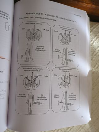 Anatomía del sistema nervioso y órganos de los ...