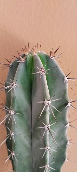 Cactus 50 cm en maceta azul y celeste