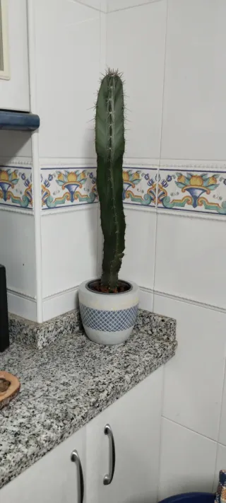 Cactus 50 cm en maceta azul y celeste