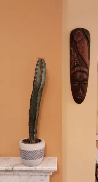 Cactus 50 cm en maceta azul y celeste