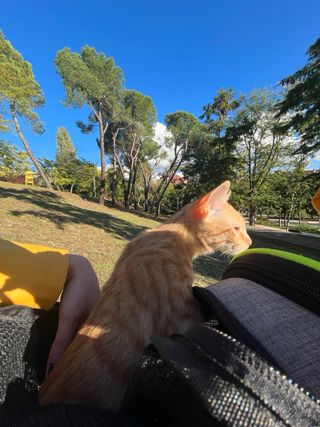 Mochila para Gato Pecute Gris