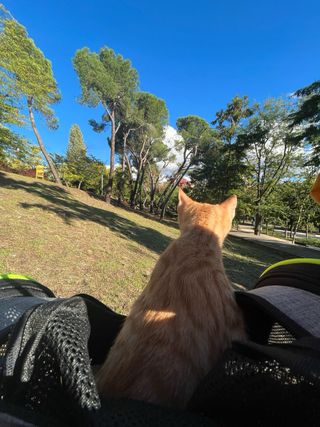 Mochila para Gato Pecute Gris