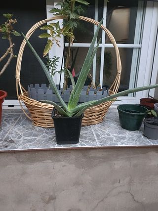 Planta de Aloe Vera de este año