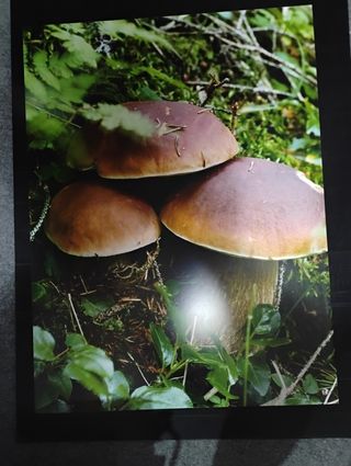 Stampa funghi porcini.