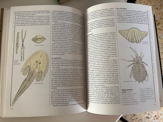 Los Fósiles (guía práctica para el aficionado)