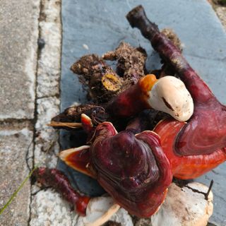 Funghi Reishi 70€/kg