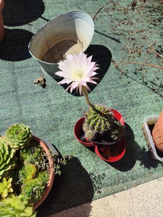 Pianta di cactus in vaso