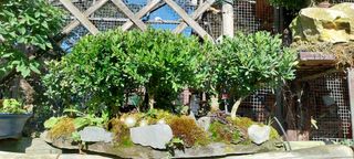 Bosque de boj bonsai