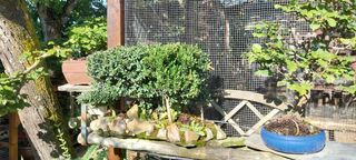 Bosque de boj bonsai