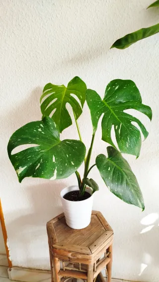 Monstera Thai Constellation Planta