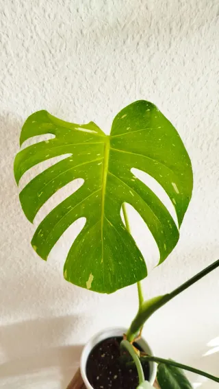 Monstera Thai Constellation Planta
