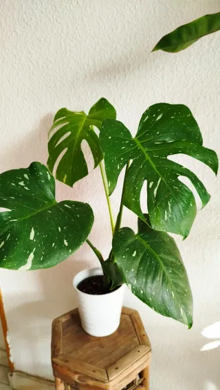 Monstera Thai Constellation Planta