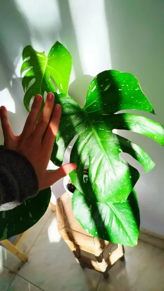 Monstera Thai Constellation Planta