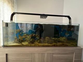 Acuario Marino Completo con Filtro