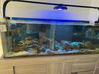 Acuario Marino Completo con Filtro