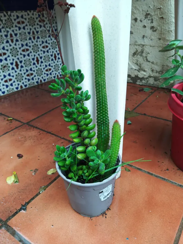 Cactus pulpo colgante flor roja y Suculentas