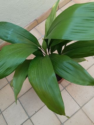 Aspidistra en maceta