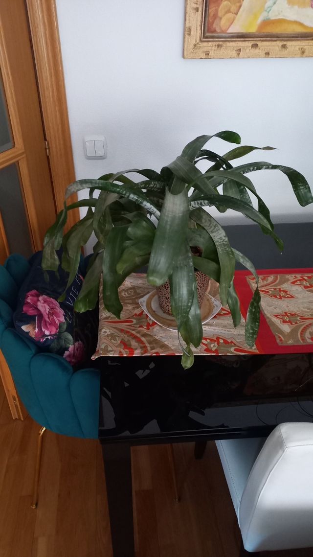 Planta de interior Achemea.