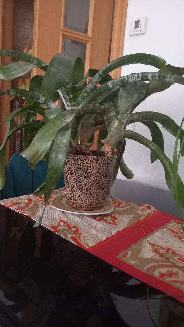 Planta de interior Achemea.