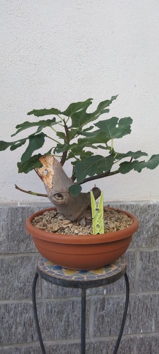 Pre bonsai Ficus Carica