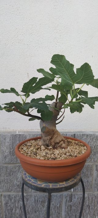 Pre bonsai Ficus Carica