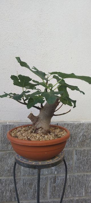 Pre bonsai Ficus Carica