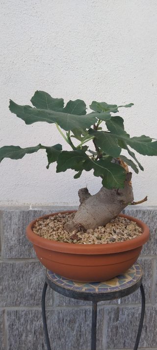 Pre bonsai Ficus Carica
