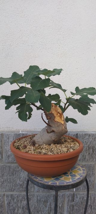 Pre bonsai Ficus Carica