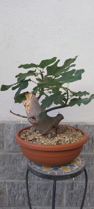 Pre bonsai Ficus Carica