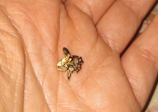 Pendiente mariposa con circonitas