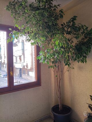 Ficus Benjamina