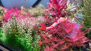 Vendo lote de 8 plantas de acuario variadas
