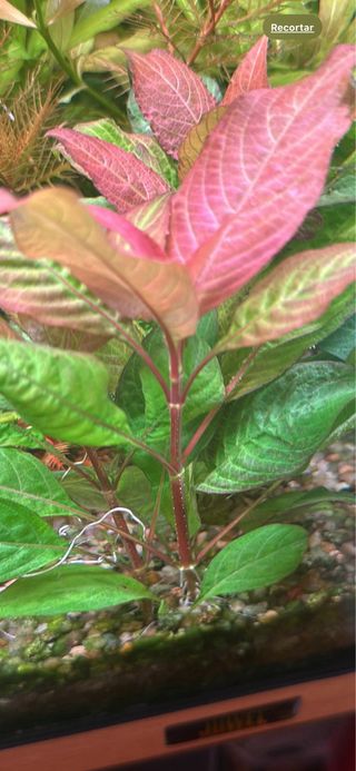 Vendo lote de 8 plantas de acuario variadas