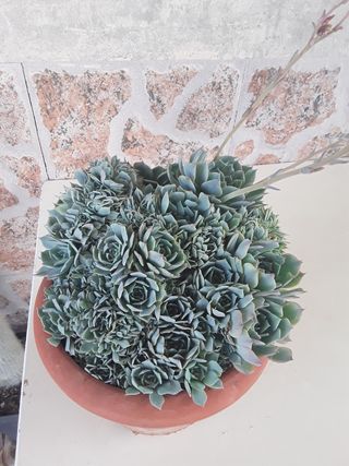 Planta Crasa Suculenta
